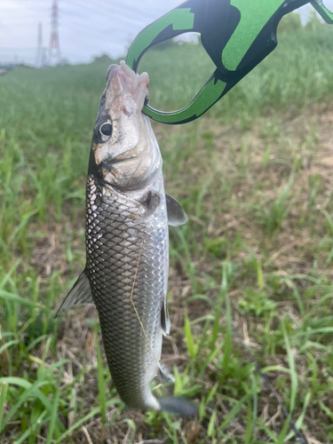 ニゴイの釣果