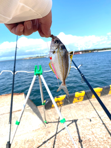 ヒイラギの釣果