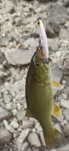 スモールマウスバスの釣果