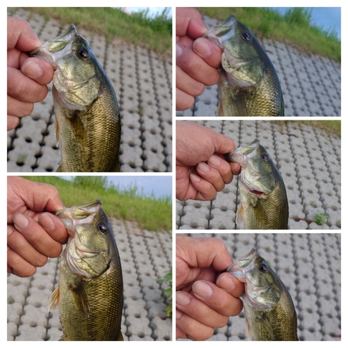 ブラックバスの釣果