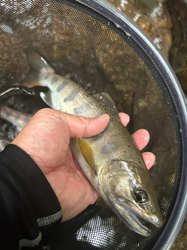 アマゴの釣果