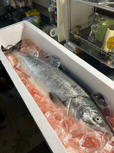 アキアジの釣果