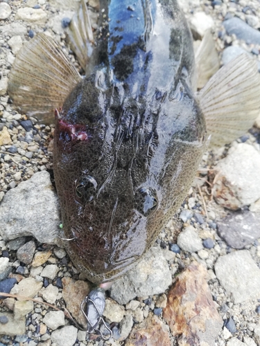 マゴチの釣果