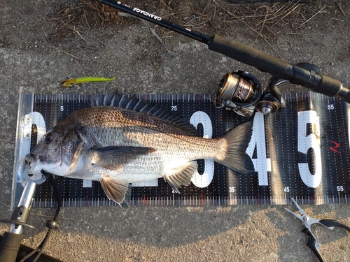 チヌの釣果