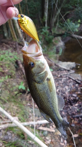 ブラックバスの釣果