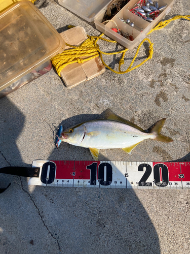 ショゴの釣果