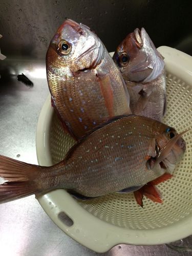 ハナダイの釣果