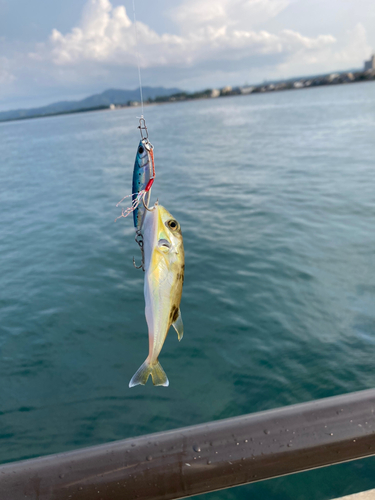 シロサバフグの釣果