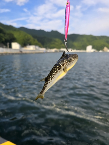 マサバの釣果