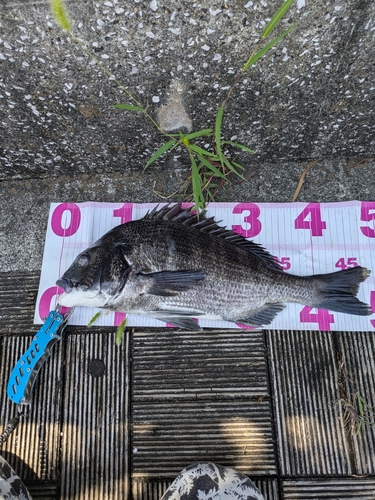 クロダイの釣果