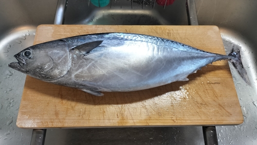 ヒラソウダの釣果