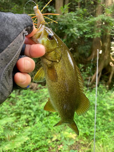 スモールマウスバスの釣果