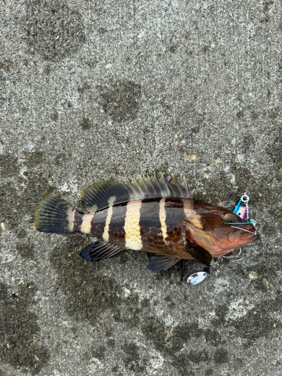 アオハタ