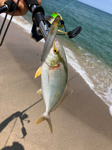 ショゴの釣果