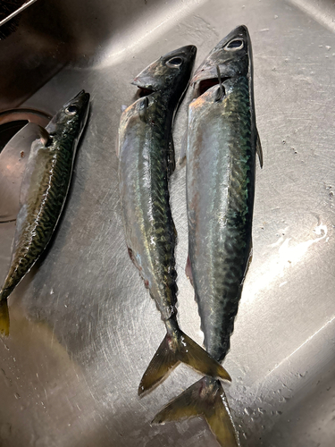 サバの釣果