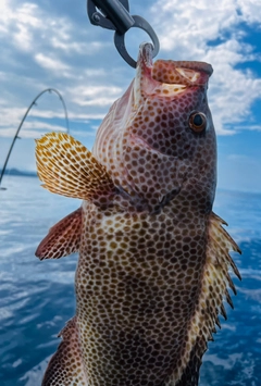 オオモンハタの釣果