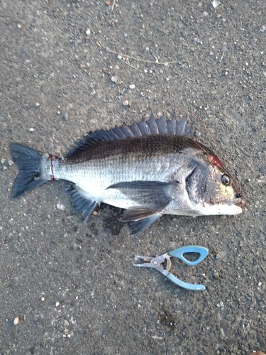 チヌの釣果