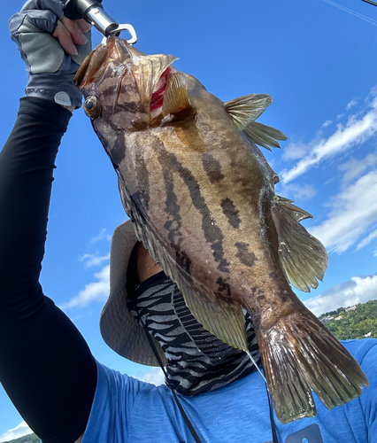 ホウキハタの釣果