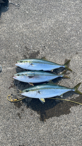 イナダの釣果