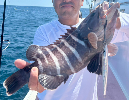 マハタの釣果