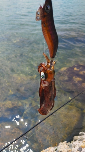 アオリイカの釣果