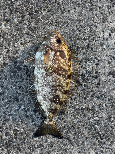 アイゴの釣果