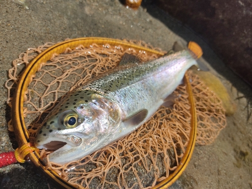 ニジマスの釣果