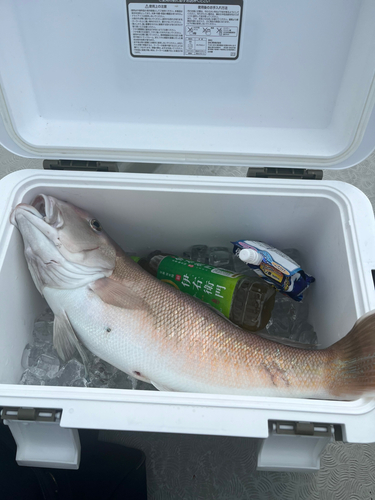 シロアマダイの釣果