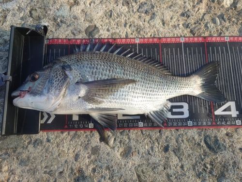 クロダイの釣果