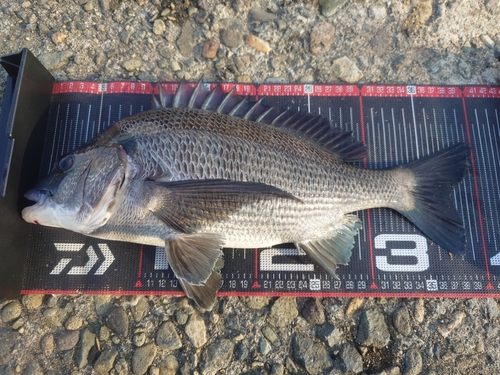 クロダイの釣果