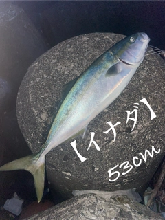 イナダの釣果