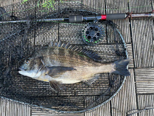 クロダイの釣果