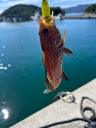 オオモンハタの釣果