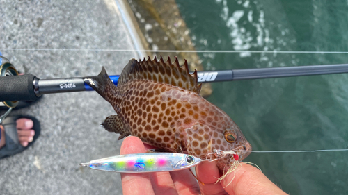 オオモンハタの釣果