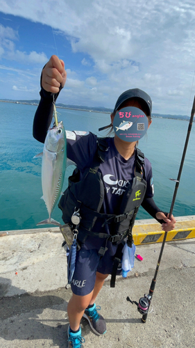 ソウダガツオの釣果