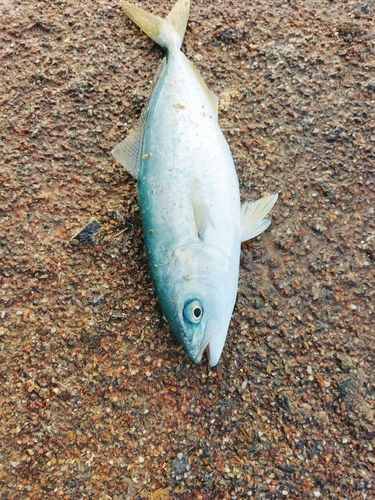 ツバスの釣果