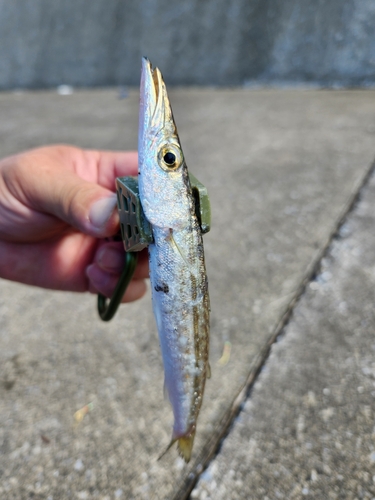 カマスの釣果