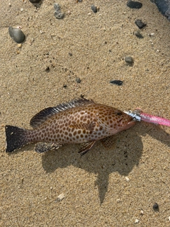 オオモンハタの釣果