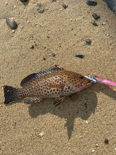 オオモンハタの釣果