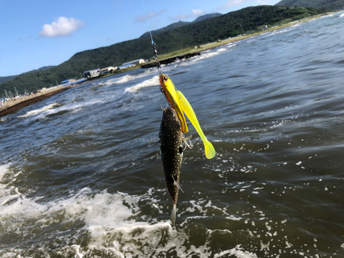 フグの釣果