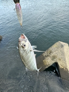 メッキの釣果