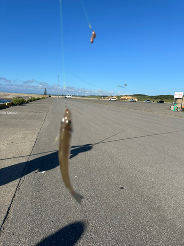 キスの釣果