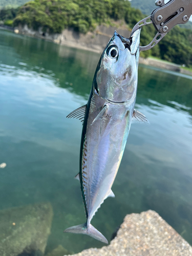 ソウダガツオの釣果