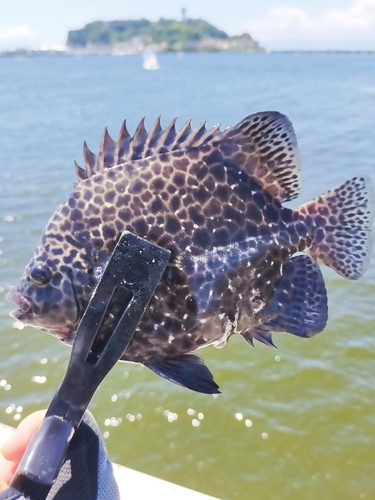 イシガキダイの釣果