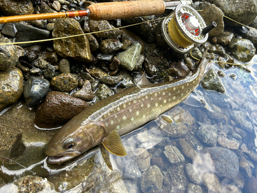 エゾイワナの釣果