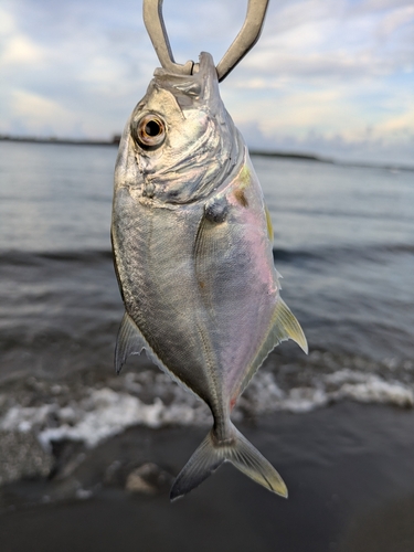 メッキの釣果