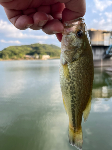 ラージマウスバスの釣果