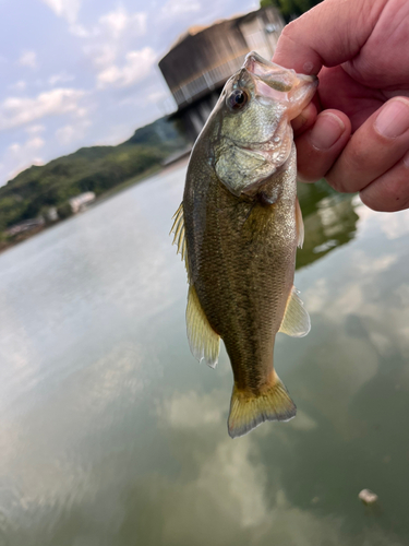 ラージマウスバスの釣果