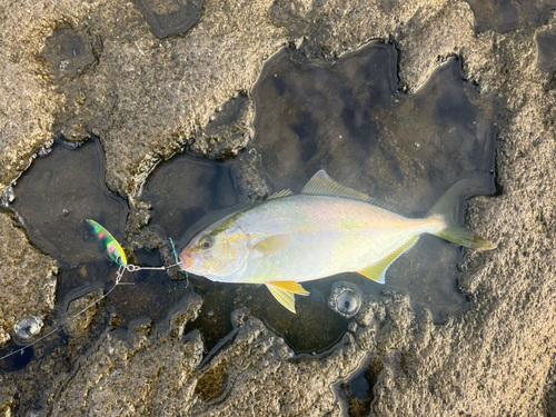 ショゴの釣果