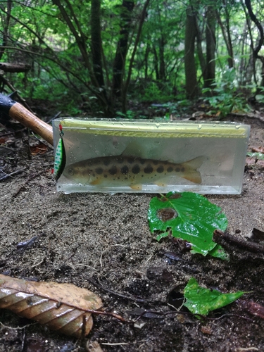 ヤマメの釣果